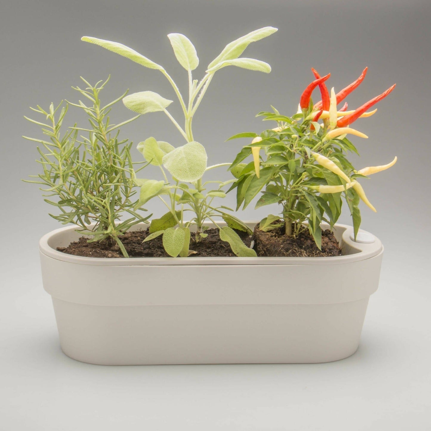 Macetero Auto Riego para Hierbas 1.75 Lts1#Beige