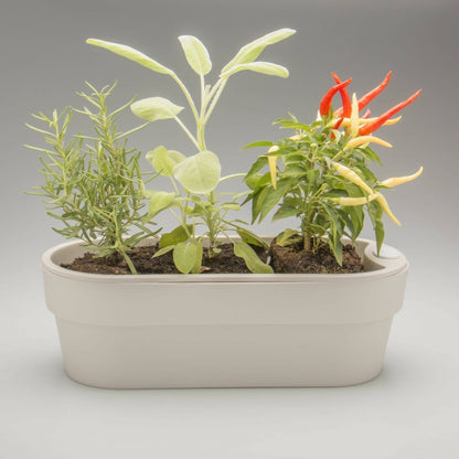 Macetero Auto Riego para Hierbas 1.75 Lts1#Beige